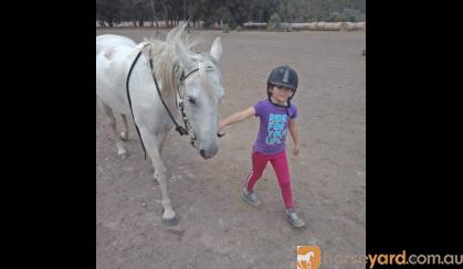 Family Pony  on HorseYard.com.au