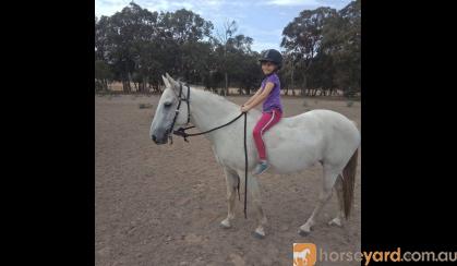 Family Pony  on HorseYard.com.au