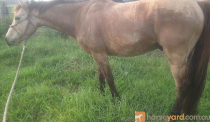 Buckskin gelding on HorseYard.com.au