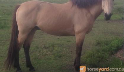 Buckskin gelding on HorseYard.com.au