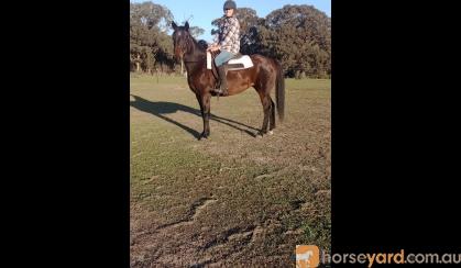 Bombproof Mare  on HorseYard.com.au