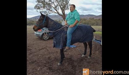 Bombproof Mare  on HorseYard.com.au