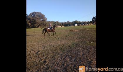 Bombproof Mare  on HorseYard.com.au