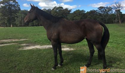 In Foal to Kenlock Superman on HorseYard.com.au