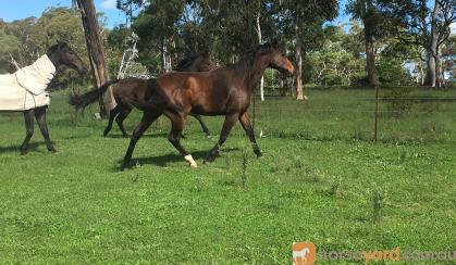 In foal to Corelli (Imp) on HorseYard.com.au