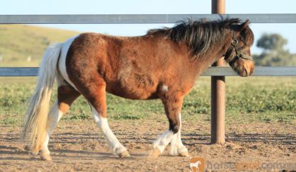 Pinto pony filly unbroken on HorseYard.com.au