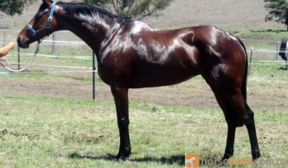 Super moving mare on HorseYard.com.au