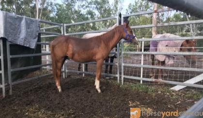 1.5 yr QH with Bling on HorseYard.com.au