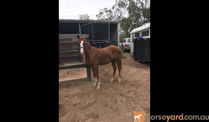 1.5 yr QH with Bling on HorseYard.com.au