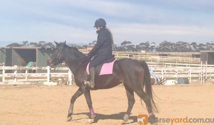 STUNNING ARABIAN X WARMBLOOD MARE on HorseYard.com.au