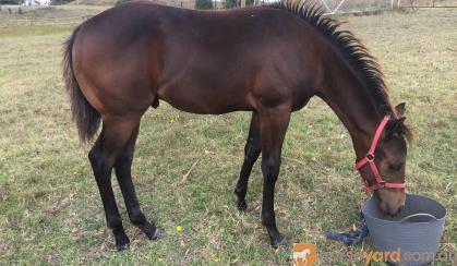Quality Registered Quarter Horse on HorseYard.com.au