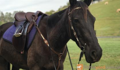 Exceptional Stock Horse on HorseYard.com.au