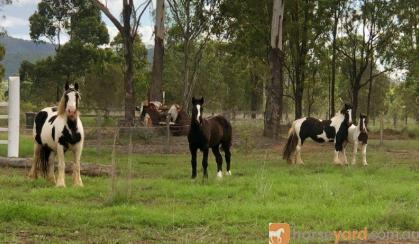 Stunning Black Gypsy Cob Gelding For Sale on HorseYard.com.au