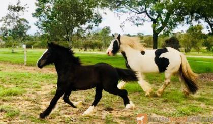 Stunning Black Gypsy Cob Gelding For Sale on HorseYard.com.au