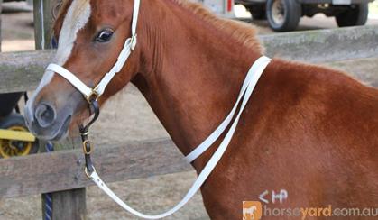 2yo Welsh B Gelding on HorseYard.com.au