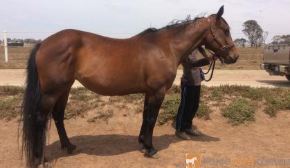 Harness Brood Mare on HorseYard.com.au