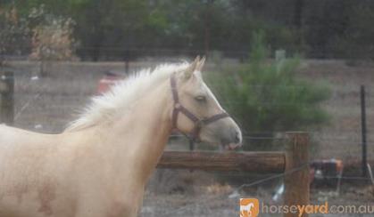 Palomino filly with bling on HorseYard.com.au