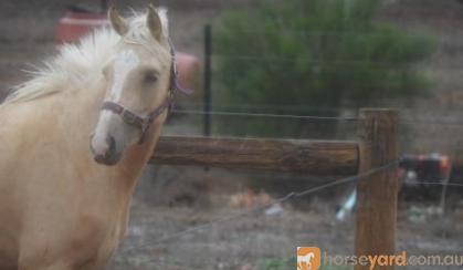 Palomino filly with bling on HorseYard.com.au