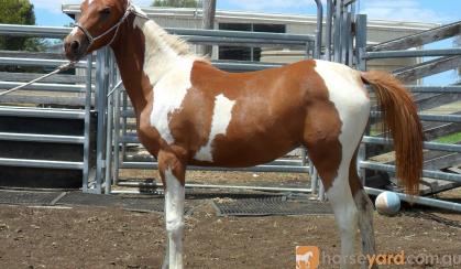 Chestnut Tobiano Arabian (75%) Filly on HorseYard.com.au