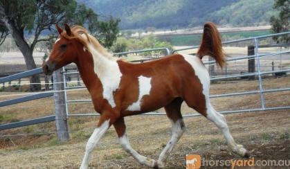 Chestnut Tobiano Arabian (75%) Filly on HorseYard.com.au