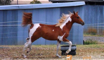 Chestnut Tobiano Arabian (75%) Filly on HorseYard.com.au