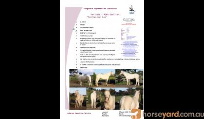 AQHA Stallion - PHAA Approved and QH IBF Paid on HorseYard.com.au