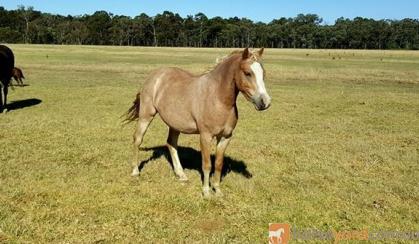 Welsh Pony on HorseYard.com.au