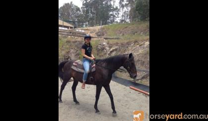 Lukah 16hh thoroughbred gelding true gentleman on HorseYard.com.au