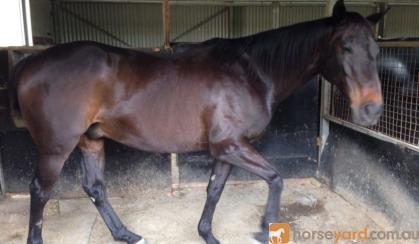 Lukah 16hh thoroughbred gelding true gentleman on HorseYard.com.au