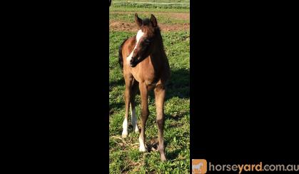 Gorgeous Purebred filly on HorseYard.com.au