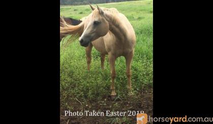 Quarter horse mare 