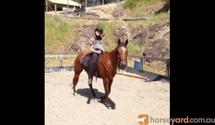 Monty 14.2hh Reg. QH gelding 12yrs well educated on HorseYard.com.au