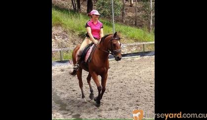 Monty 14.2hh Reg. QH gelding 12yrs well educated on HorseYard.com.au