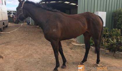 Potential Moshe broodmare  on HorseYard.com.au