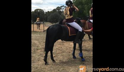 Stunning Black gelding on HorseYard.com.au