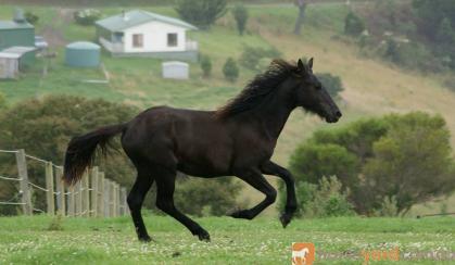 50% FW Gelding bred for performance on HorseYard.com.au