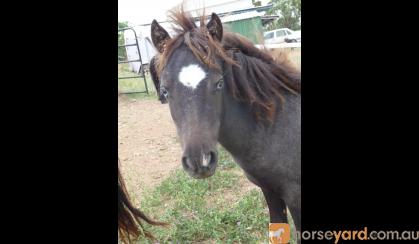 mini mare in foal..homozygous black, overo, appy on HorseYard.com.au