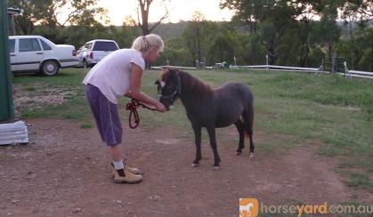 mini mare in foal..homozygous black, overo, appy on HorseYard.com.au