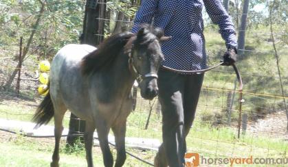 mini horse colt appy show stunning on HorseYard.com.au