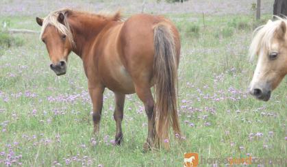 mini. small horse mare silver bay...beautiful!! on HorseYard.com.au