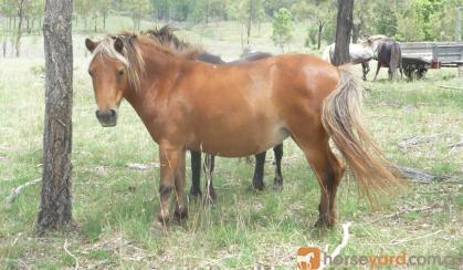 mini. small horse mare silver bay...beautiful!! on HorseYard.com.au
