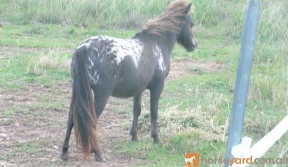 mini horse black blanket ...BEAUTIFUL Friendly on HorseYard.com.au