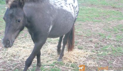 mini horse black blanket ...BEAUTIFUL Friendly on HorseYard.com.au