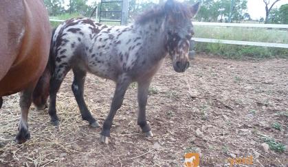 mini pony LEOPARD colt...STUNNING..welsh breeding on HorseYard.com.au