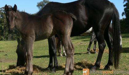 Package - ASH Black Mare with 2016 ASH reg Black Filly Foal at Foot Mare is Hardrock Jet, ASH reg.  on HorseYard.com.au