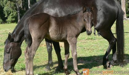 Package - ASH Black Mare with 2016 ASH reg Black Filly Foal at Foot Mare is Hardrock Jet, ASH reg.  on HorseYard.com.au