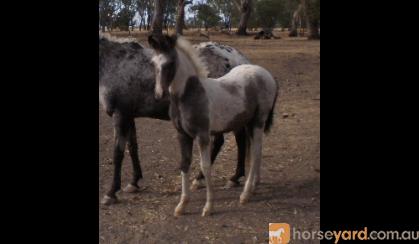 Blue & Roan Filly on HorseYard.com.au
