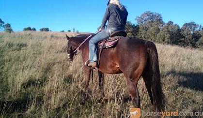 Excellent trail riding horse on HorseYard.com.au