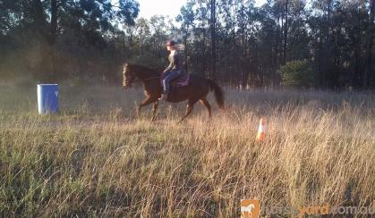 Excellent trail riding horse on HorseYard.com.au