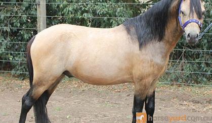 Buckskin Welsh A Stallion on HorseYard.com.au